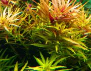 Лимнофила ароматика (пучок) (B084)