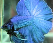 Петушки самцы халф мун голубые купить с доставкой