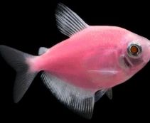 Тернеция флуоресцентная розовая купить 2см (NH009FP)