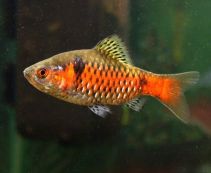 Барбус одесский купить