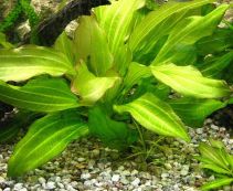 Эхинодорус аргентинский (пучок) (B045)