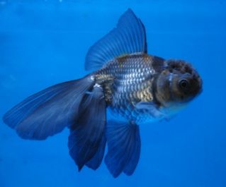 Оранда голубая (Blue Oranda) купить