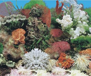 BOYU Фон для аквариума двухсторонний 50см*15м (J01/J72-50)