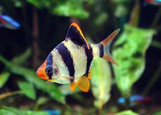 Барбус суматранский купить 3,5см (BH009)