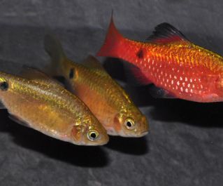 Барбус огненный купить
