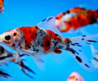 Комета ситцевая (шубункин) 5-7см купить для пруда 