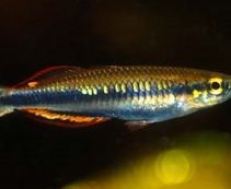 Радужница мадагаскарская 4 см купить