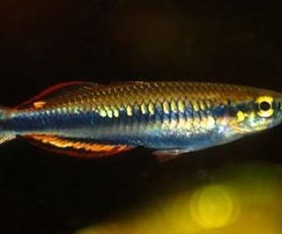 Радужница мадагаскарская 4 см купить