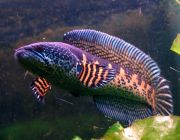 Змееголов Стюарта