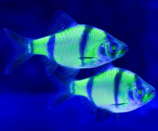 Барбус флуоресцентный купить 3-3,5 см (BH007F)