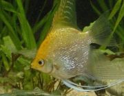 Скалярия жемчужная 5см