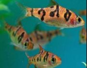 Барбус ромбоцелятус 4 см (BH-05)