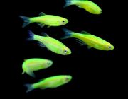 Данио флуоресцентный салатовый (DG-T)