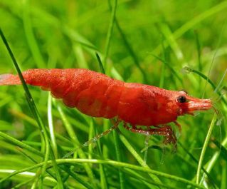 Креветка красный огонь 2см купить