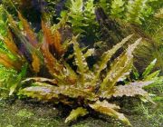 Криптокорина вентда 