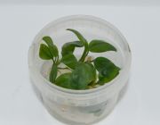 Анубиас копьевидный (TC 18)