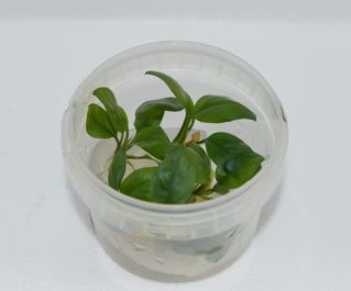 Анубиас копьевидный (TC 18)