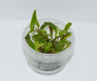 Криптокорина Вендта (TC 34)