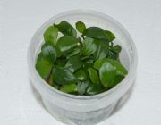 Анубиас мини (TC 22)