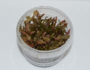 Альтернантера Рейнека мини (TC 04)