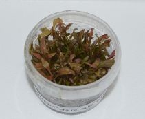 Альтернантера Рейнека мини (TC 04)