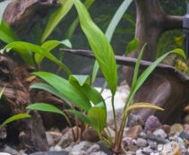 Анубиас конголезский (ветка) (L016)