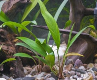 Анубиас конголезский (ветка) (L016)