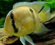 Акара Марони купить 4,5см. (AM)