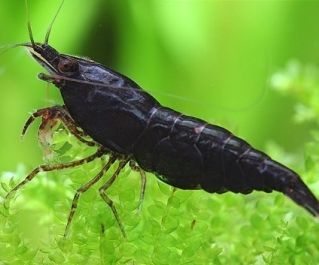 Креветка черная шоко 2см купить