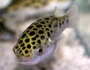 Тетраодон зелёный 5см (SV001-4)