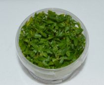 Стаурогин ползучий (TC 02)