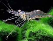 Креветка стеклянная (SRС)