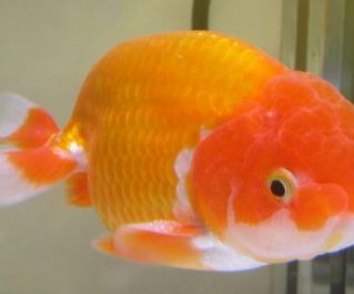 Львиноголовка красно-белая 6см купить с доставкой