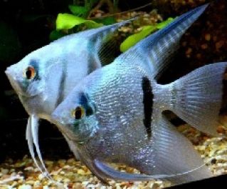 Скалярия нимфея голубая