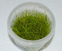Элеохарис мини (TC 03)