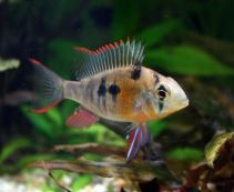 Боливийская бабочка купить 5см