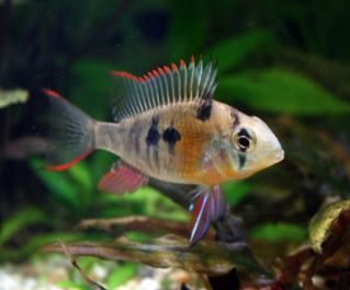 Боливийская бабочка купить 5см