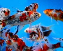 Шубункин 7-10 см купить для пруда в интернет магазине