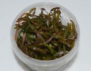 Гигрофила Арагвайя (TC 09)