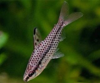 Хилодус купить 3см (DV011)