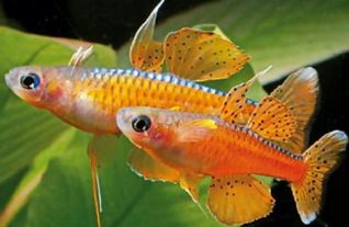 Псевдомугил Паскай 1,5-2см (NH069)