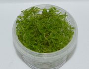 Лимнофила сидячецветковая (TC 25)