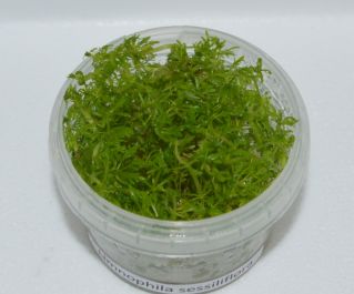 Лимнофила сидячецветковая (TC 25)