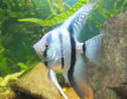 Скалярия голубая зебра 3,5см