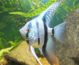 Скалярия голубая зебра купить 3,5см