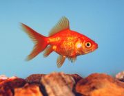 Фантейл красный 4-5см (GR 01)