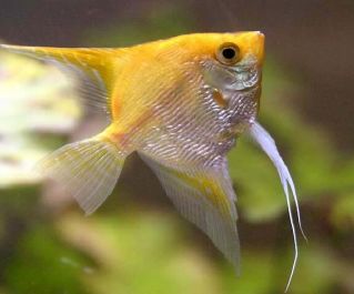 Скалярия золотая 3-4см (R-SK-P)