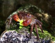 Краб мангровый красный 3-4см (W13132)