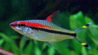 Барбус Денисони купить 5,5см