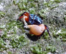 Манящий краб 3-4см купить